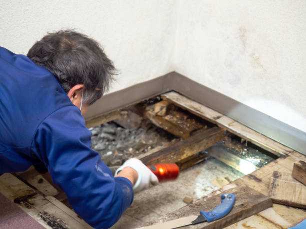 Best Mold Testing and Inspection Services in Bardstown, KY