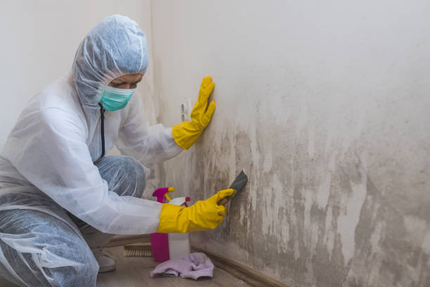 Best Residential Mold Remediation in Bardstown, KY