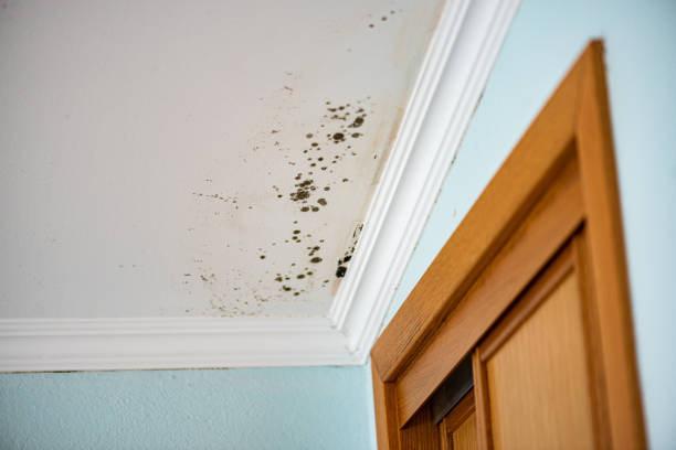 Best Attic Mold Remediation in Bardstown, KY