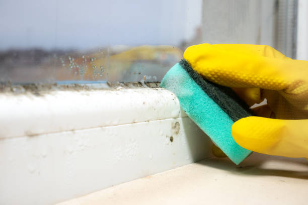 Best Industrial Mold Remediation in Bardstown, KY