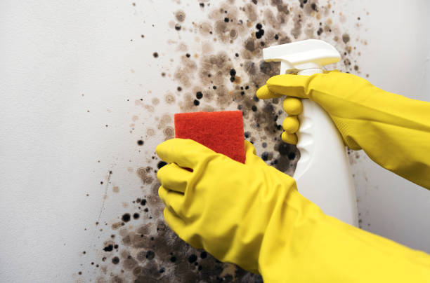 Best Mold Remediation for Specific Building Types in Bardstown, KY