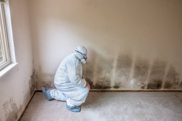 Trusted Bardstown, KY Mold Remediation Experts